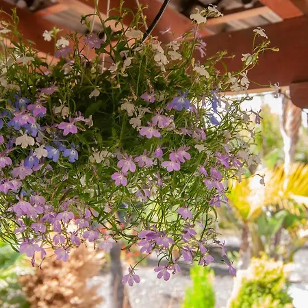 El Rincón Del Huroncillo *